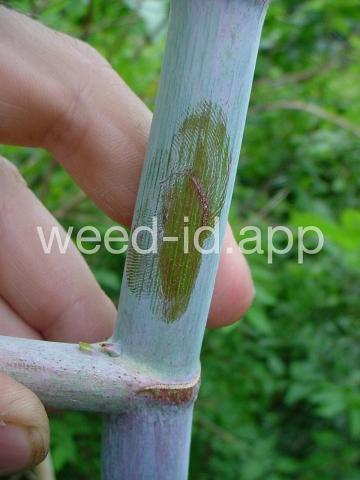 castorbean
